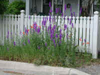 10wildflowers.JPG (191993 bytes)