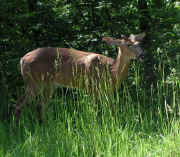 029deer.jpg (132365 bytes)