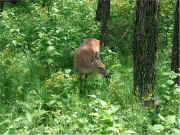 046hike-deer.jpg (256236 bytes)