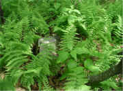 062hike-ferns.jpg (217830 bytes)