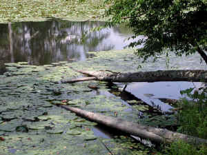 PocahantasStatePark311.jpg (273234 bytes)