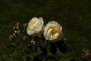 20250214-1200-_SNY3498