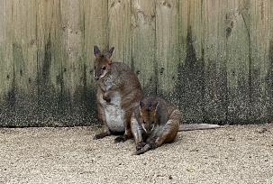 IMG_1421