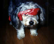 bandana-5jan91.JPG (62266 bytes)