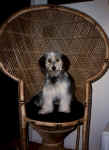 pupchair.jpg (72494 bytes)