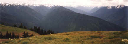 HurricaneRidge12panoramic.JPG (126264 bytes)