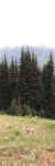 HurricaneRidge15panoramic.JPG (141838 bytes)