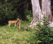 deer2.JPG (133443 bytes)