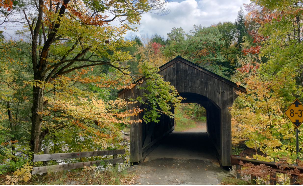 A bridge over a forest

Description automatically generated