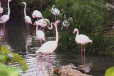 flamingo.JPG (80393 bytes)