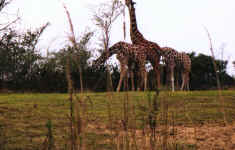 giraffe.JPG (87361 bytes)