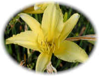 366lilly.jpg (102832 bytes)