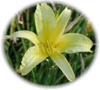 367lilly.jpg (70897 bytes)