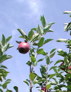 sep25-1611apple.jpg (70905 bytes)