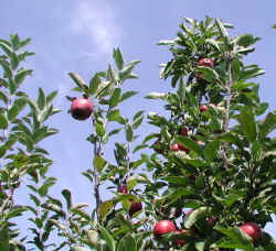 sep25-1612apples.jpg (168153 bytes)