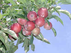 sep25-1613apples.jpg (186330 bytes)