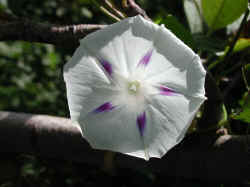 sep25-1614flower.jpg (130728 bytes)