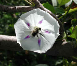 sep25-1616flower-bee.jpg (116143 bytes)