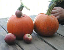 sep25-1624babypumpkins.jpg (93822 bytes)